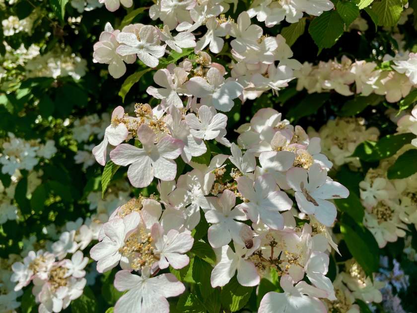 Viburnum plicatum 'Roseum'
