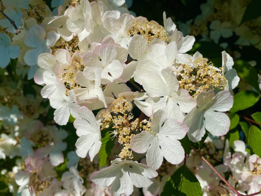 Viburnum plicatum 'Roseum' | Online Flower Garden