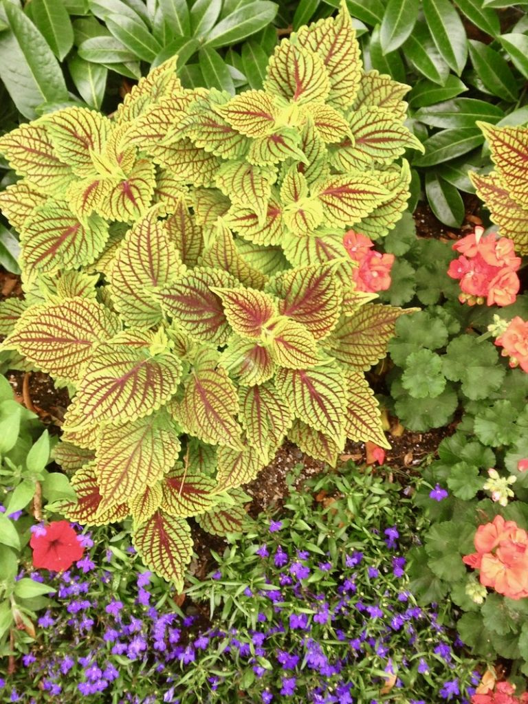 Coleus-ColorBlaze-Golden-Dreams | Online Flower Garden Coleus 'ColorBlaze® Golden Dreams™'