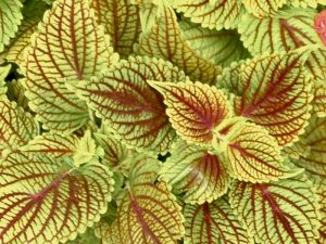 Coleus 'ColorBlaze® Golden Dreams™' | Online Flower Garden