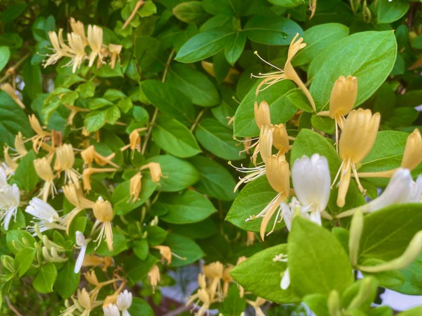 Lonicera-japonica | Online Flower Garden Lonicera japonica