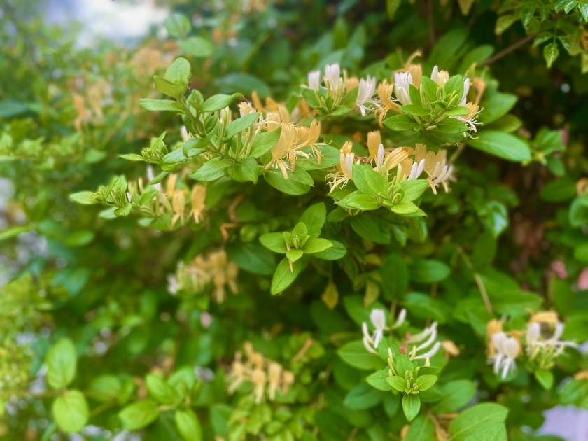 Lonicera-japonica | Online Flower Garden Lonicera japonica