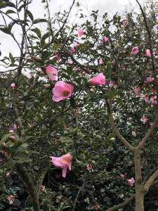 Camellia saluenensis 'Dogrose'