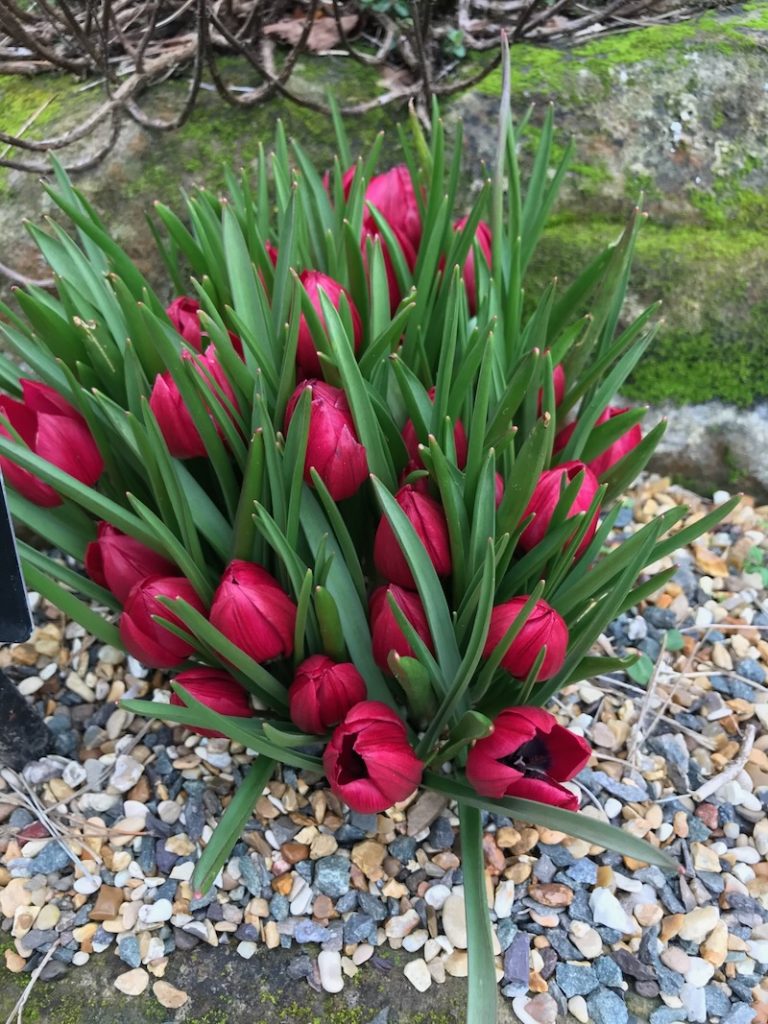 Tulipa-humilis-Lilliput | Online Flower Garden Tulipa humilis 'Lilliput'