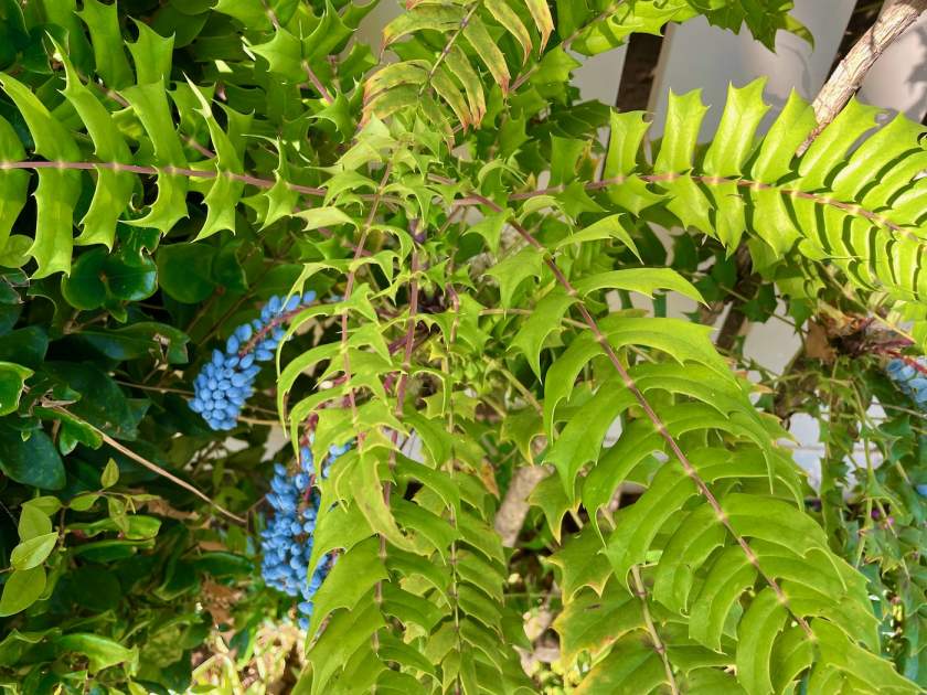 Berberis japonica | Online Flower Garden