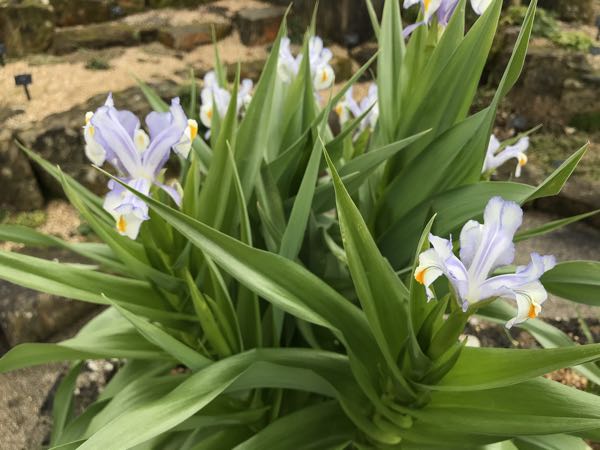 Iris magnifica 'Margaret Mathew' 
