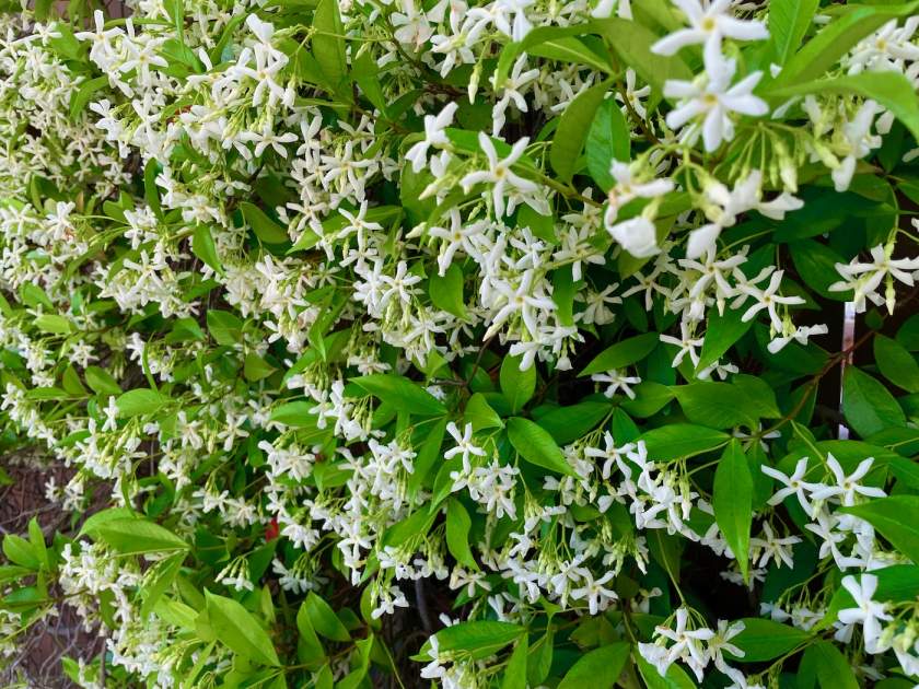Trachelospermum jasminoides