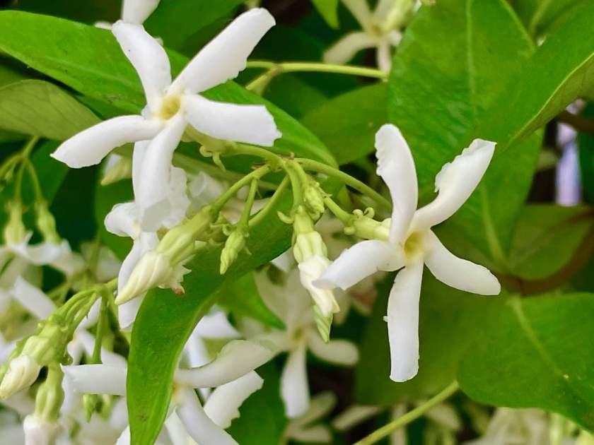 Trachelospermum jasminoides
