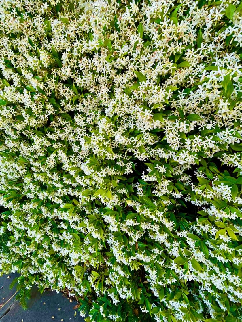 Trachelospermum jasminoides