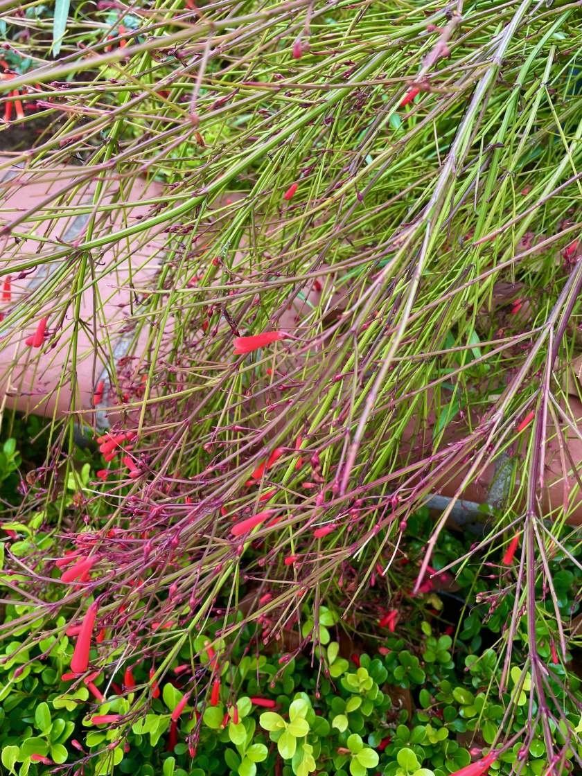 Russelia-equisetiformis | Online Flower Garden Russelia equisetiformis