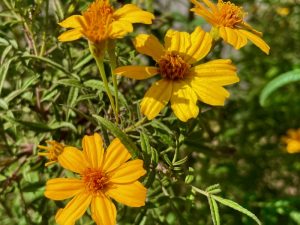 Tagetes lemmonii | Online Flower Garden