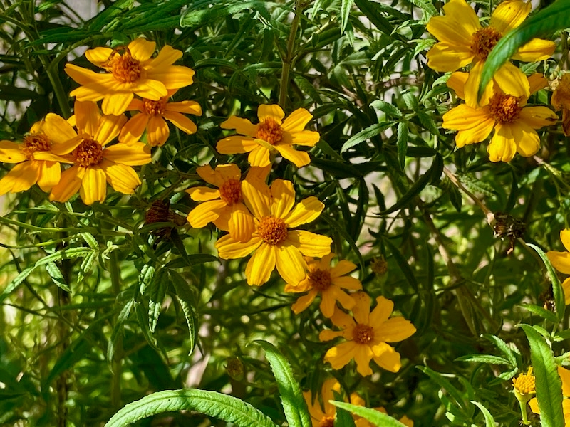 Tagetes-lemmonii | Online Flower Garden Tagetes lemmonii