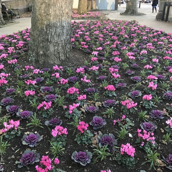 Brassica oleracea var. Acephala