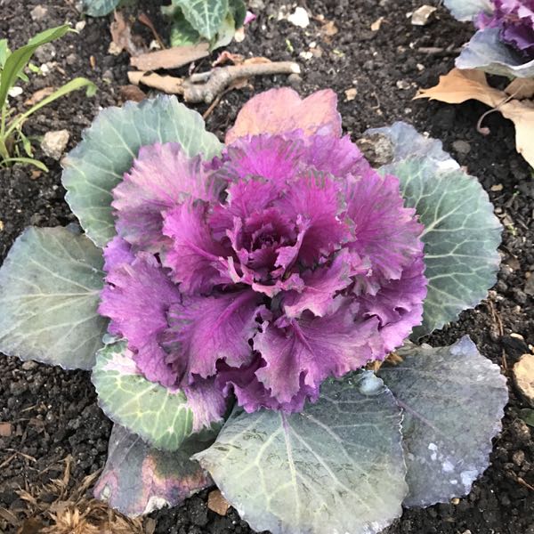 Brassica oleracea var. Acephala © onlineflowergarden.com