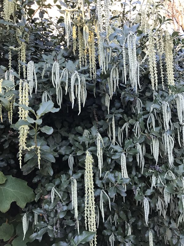 garrya_0845 | Online Flower Garden Garryaceae Garrya elliptica Douglas ex Lindl. © onlineflowergarden.com