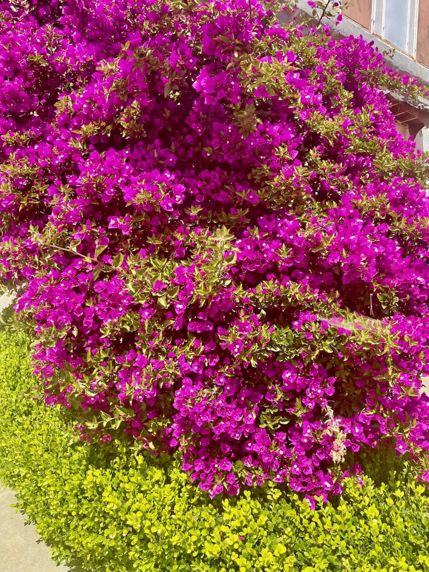 Bougainvillea 'Majestic Purple'