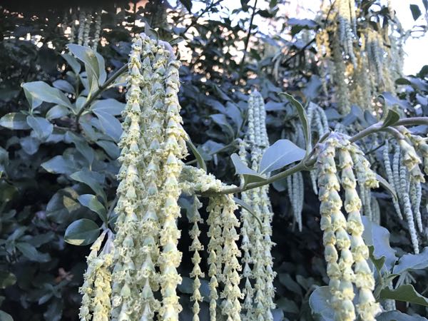 Garrya elliptica Douglas ex Lindl.