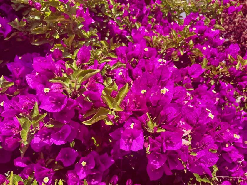 Bougainvillea 'Majestic Purple'