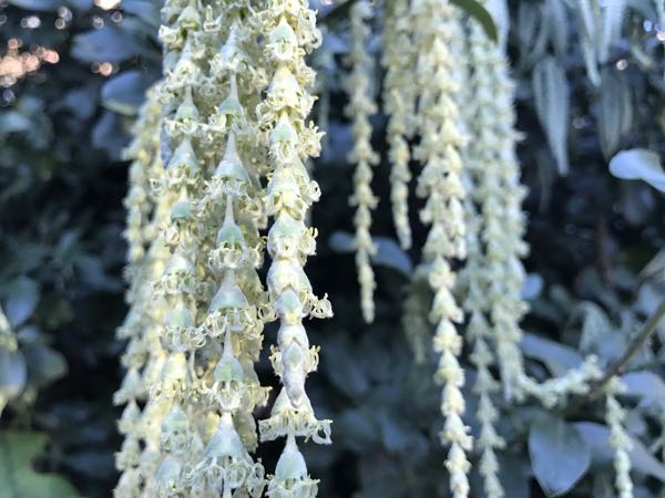 Garrya elliptica Douglas ex Lindl.