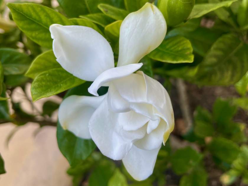 Gardenia jasminoides | Online Flower Garden