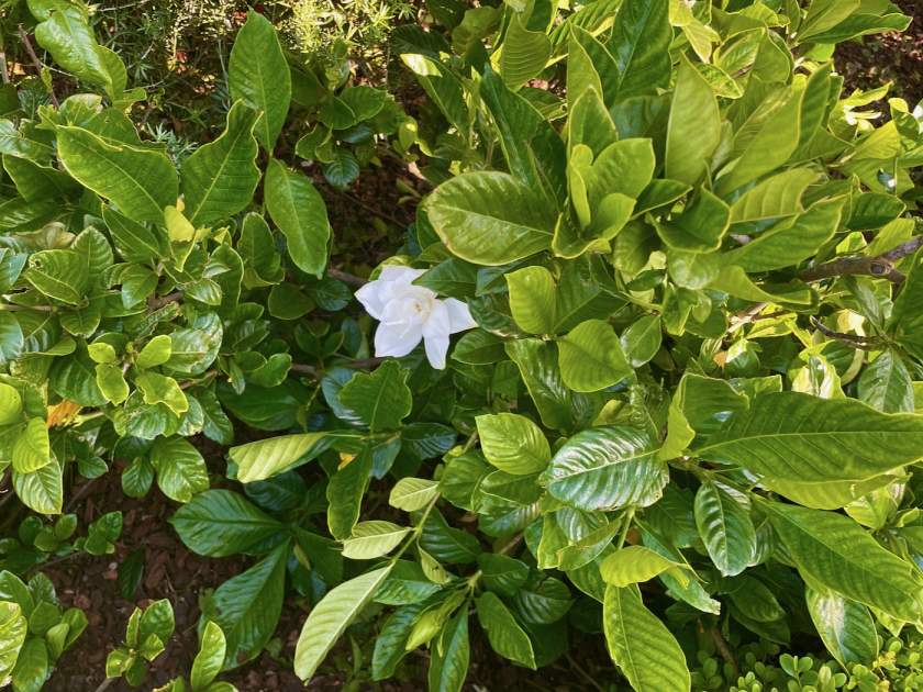 Gardenia jasminoides