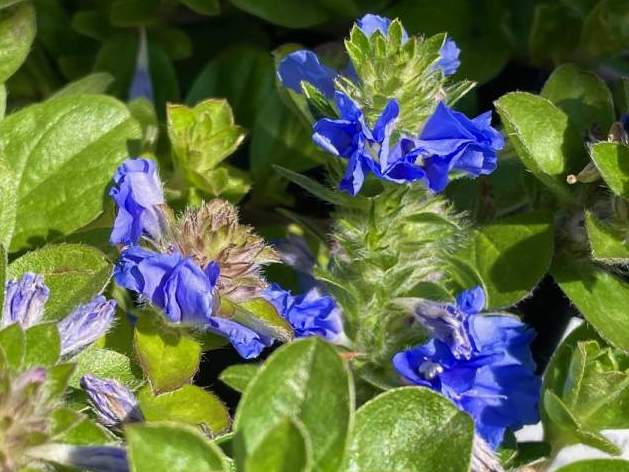 Evolvulus 'Beach Bum Blue'