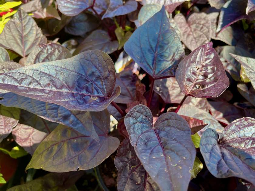 Ipomoea 'SolarPower™ Black Heart'