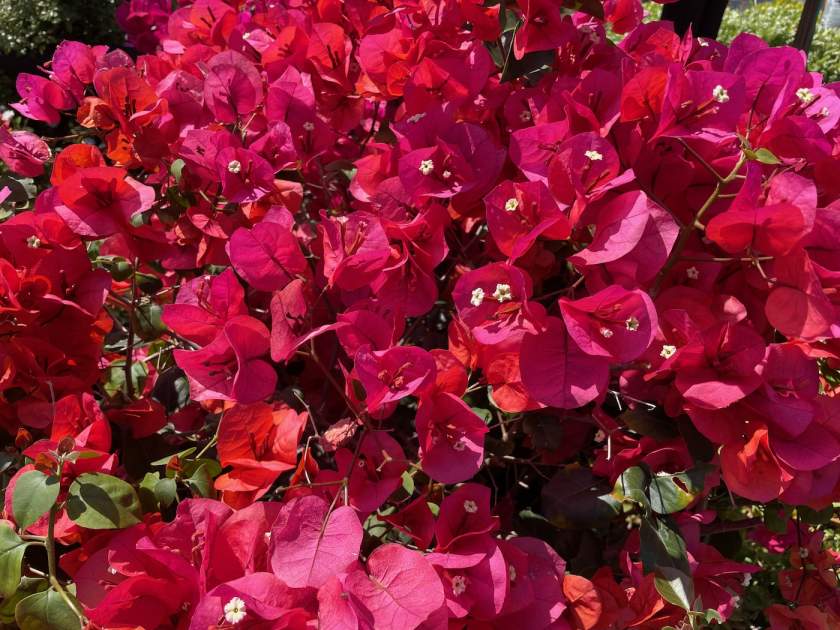 Bougainvillea-Camarillo-Fiesta | Online Flower Garden Bougainvillea 'Camarillo Fiesta'