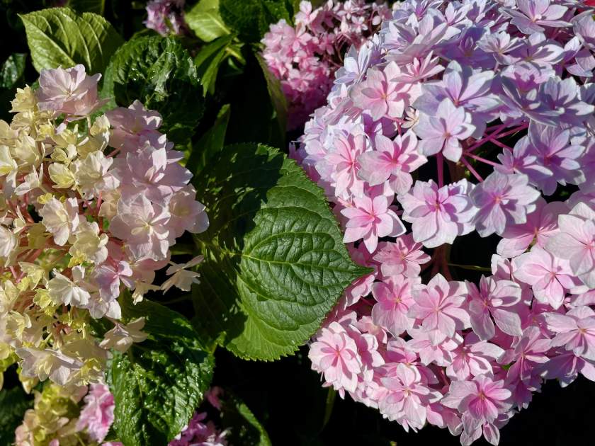 Hydrangea 'Double Delight Perfection'