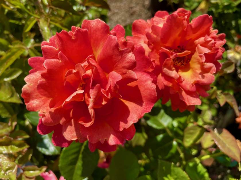 Rosa 'Easy Does It™'