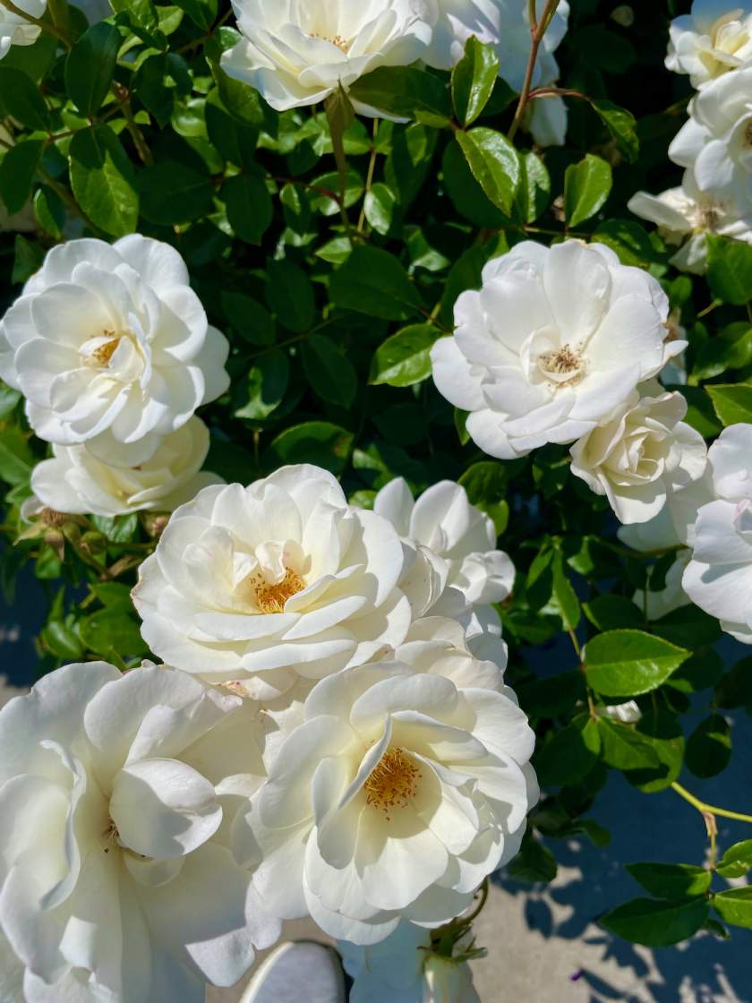 Rosa-Iceberg | Online Flower Garden Rosa 'Iceberg'