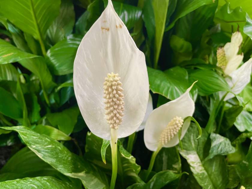Spathiphyllum or Peace Lily