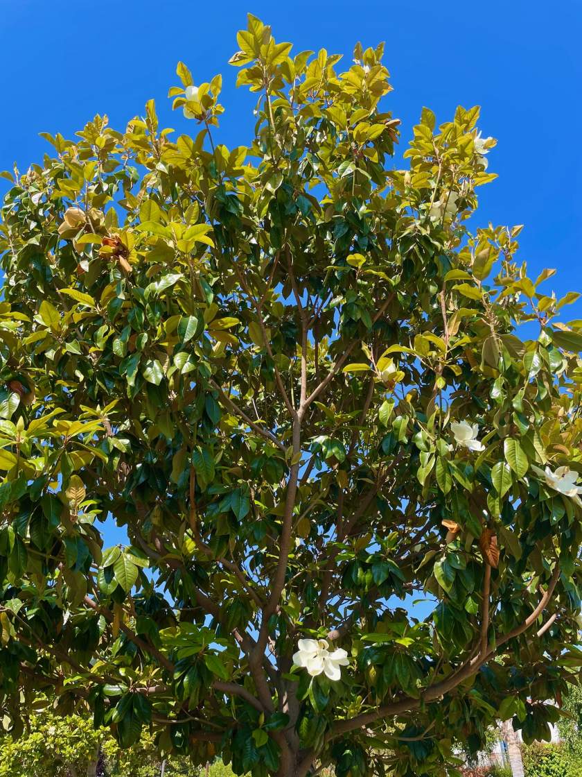 Magnolia grandiflora