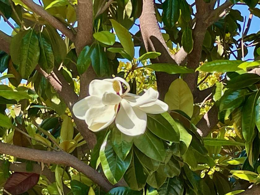 Magnolia grandiflora