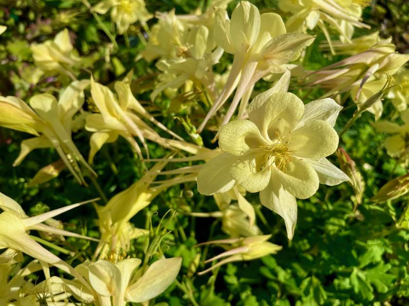 Aquilegia caerulea ‘Origami Yellow’