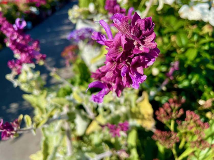 Salvia-canariensis-Lancelot | Online Flower Garden Salvia canariensis 'Lancelot'