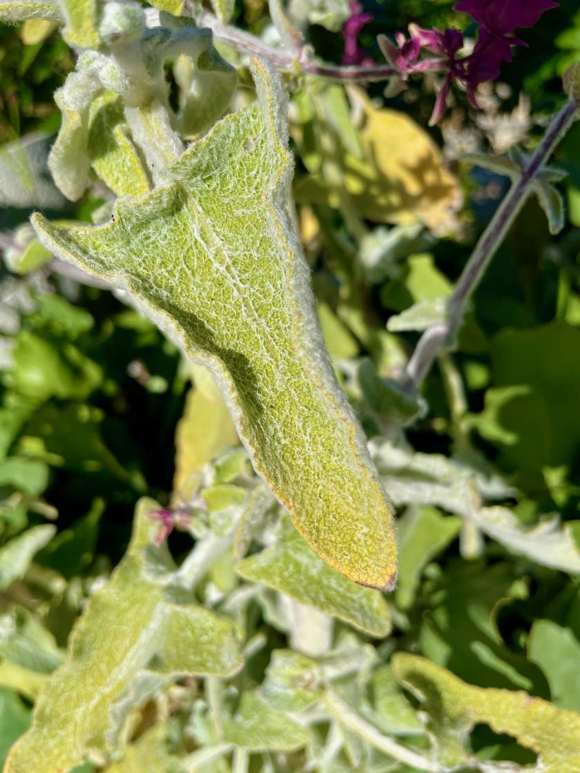 Salvia canariensis 'Lancelot'