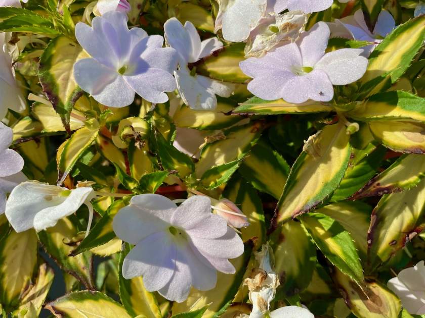 SunPatiens® Vigorous Tropical White Impatiens