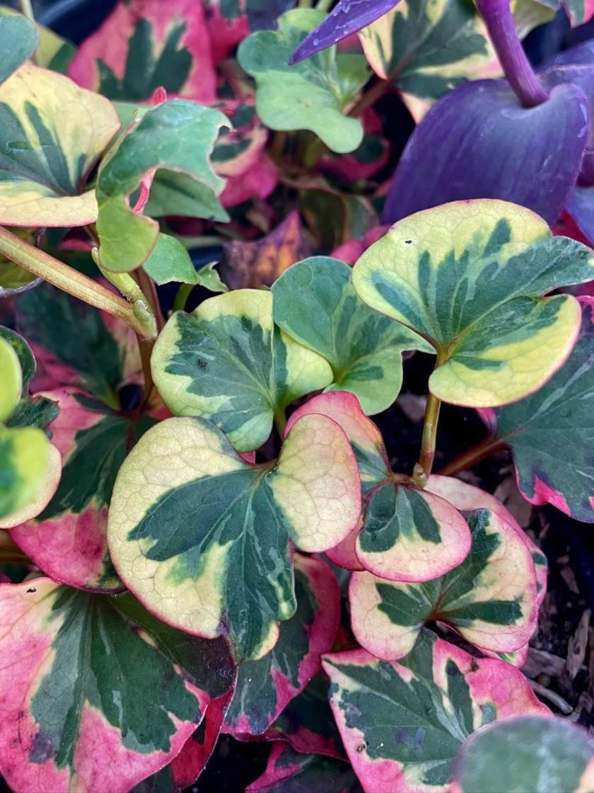 Houttuynia-cordata-Chameleon | Online Flower Garden Houttuynia cordata 'Chameleon'
