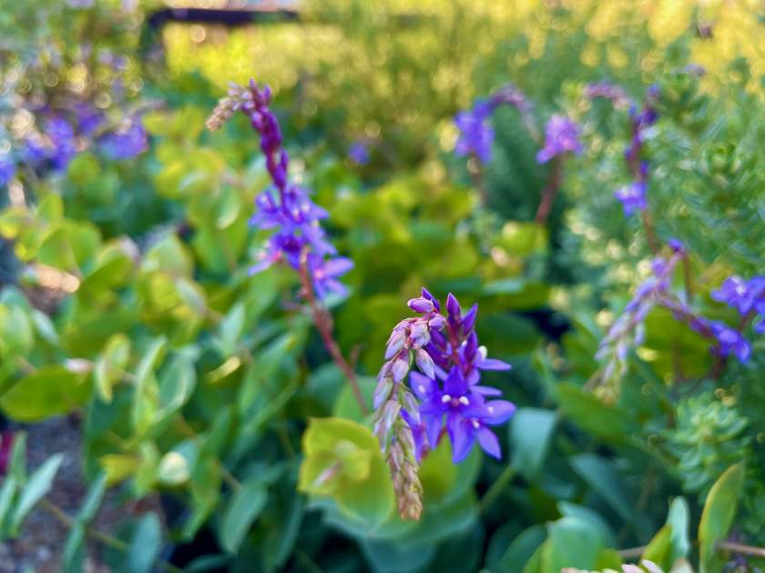 Veronica perfoliata | Online Flower Garden