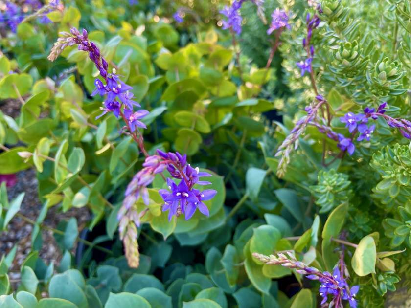 Veronica perfoliata | Online Flower Garden