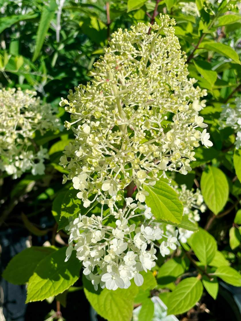 Hydrangea paniculata 'Bobo®'
