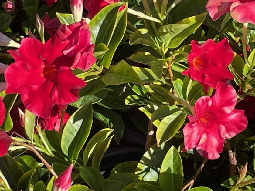 mandevilla-velvet-red | Online Flower Garden Mandevilla 'Velvet Red' or Tropical Breeze™ Velvet Red Mandevilla