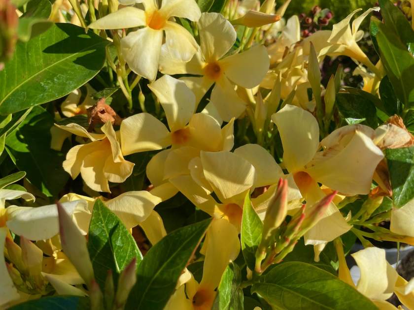 Mandevilla 'Sun Parasol® Sunbeam'