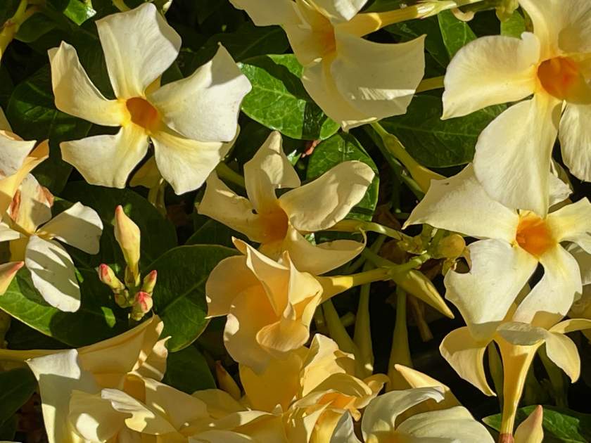 Mandevilla 'Sun Parasol® Sunbeam'