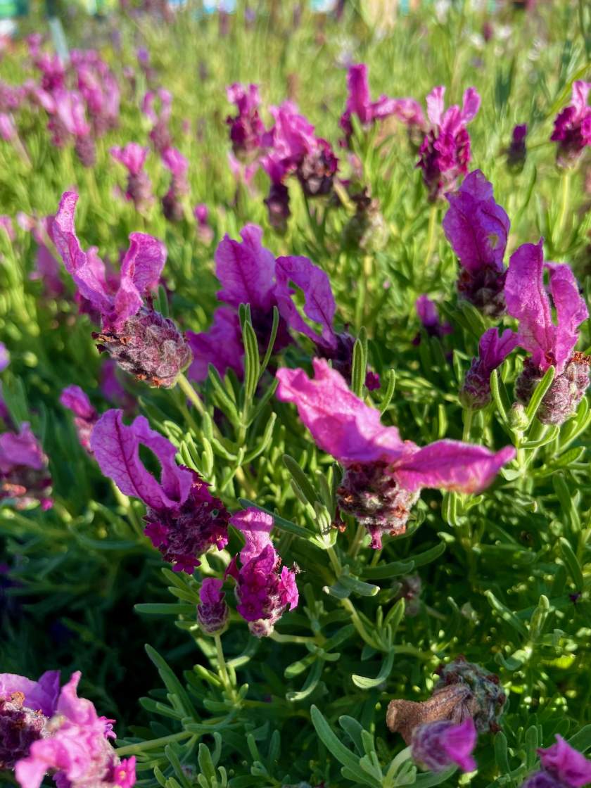 Lavandula-Javelin-Forte-Deep-Rose | Online Flower Garden Lavandula 'Javelin Forte™ Deep Rose'