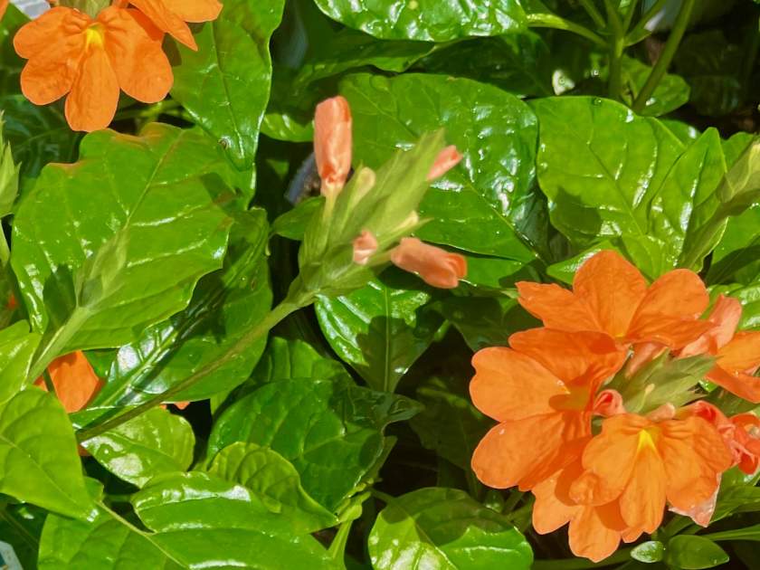 Crossandra-Orange | Online Flower Garden Crossandra 'Orange'