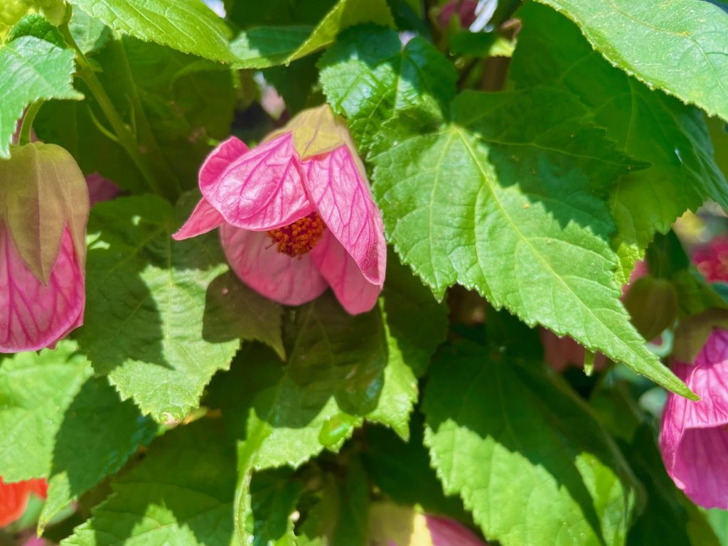 Abutilon-Rosalie | Online Flower Garden Abutilon 'Rosalie'
