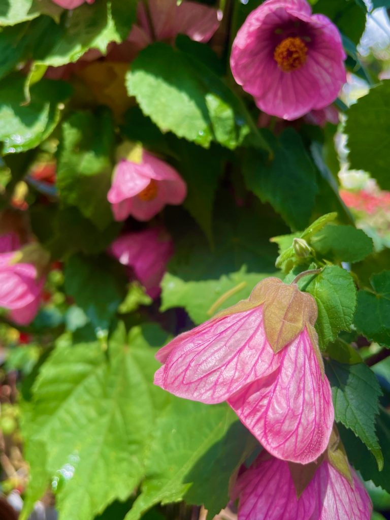 Abutilon-Rosalie | Online Flower Garden Abutilon 'Rosalie'