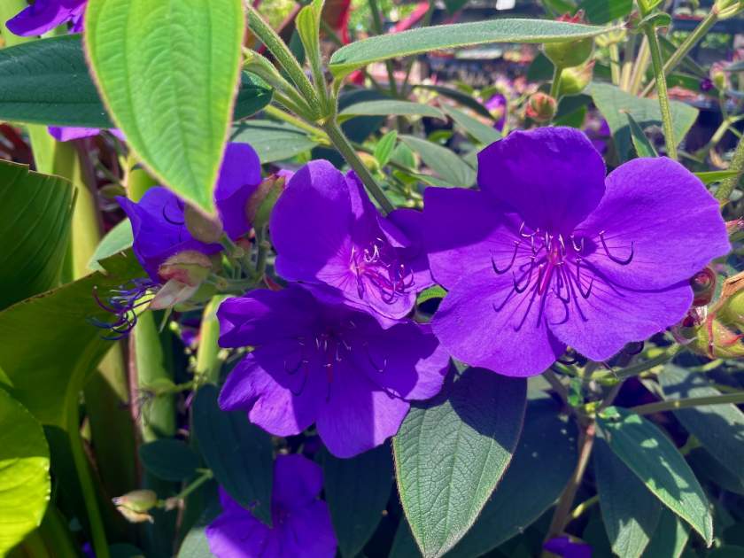 Tibouchina-urvilleana | Online Flower Garden Tibouchina urvilleana